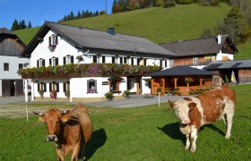 Ein traditionelles Bauernhaus mit Blumenschmuck und zwei Kühen auf einer grünen Wiese im Vordergrund.