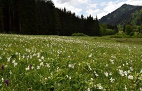 Buchmais show meadow near G&ouml;stling an der Ybbs, &copy; David Bock