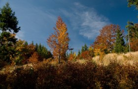 Ridgeway, &copy; Mostviertel