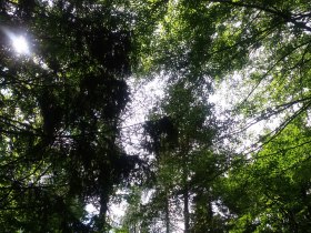 Enjoy the lush greenery, &copy; TB Gaming