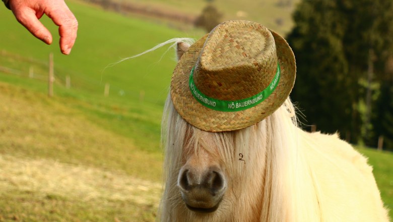 urlaub-beim-almbauer-6, &copy; Almbauer-Familie Wagner