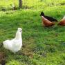 Vacation on the farm-Oberrehau, &copy; Andrea Kronsteiner
