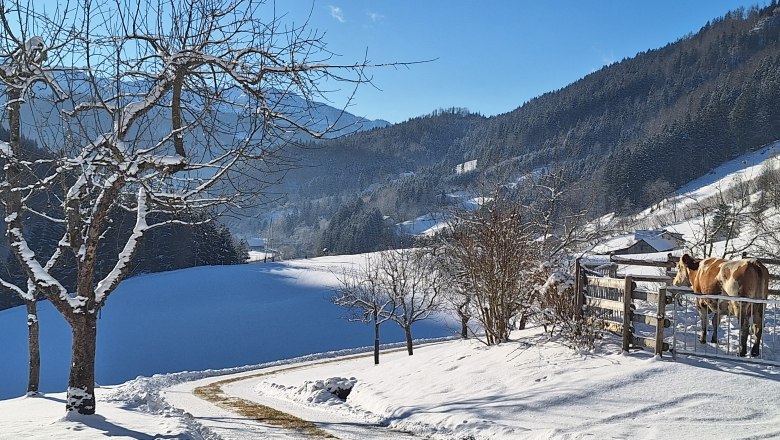 Poidlbauer, &copy; Poidlbauer