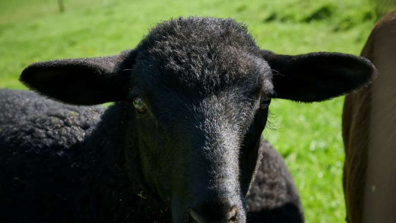 Ein schwarzes Schaf auf einer gr&uuml;nen Wiese, im Hintergrund ein Zaun und eine Stra&szlig;e.