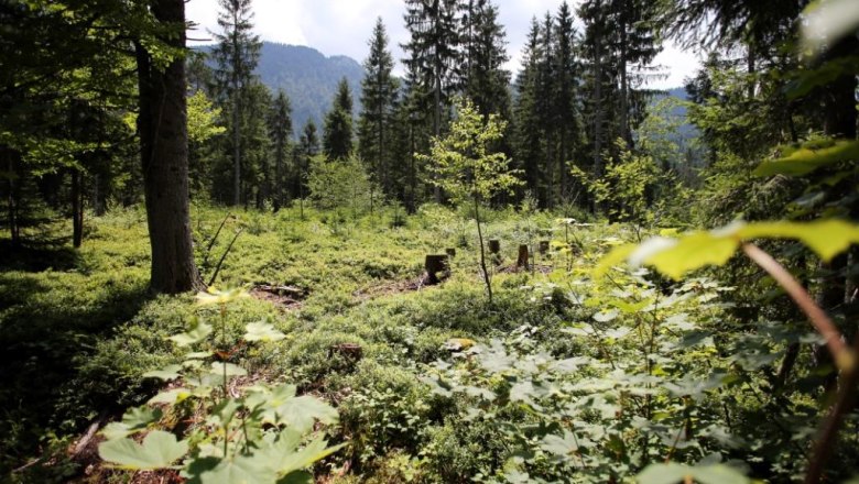 Waldlandschaft mit B&auml;umen und Str&auml;uchern im Naturreservat Leckermoor.