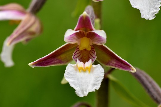 Bot. Epipactis palustris, © David Bock