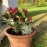 flowers, &copy; Ferienhof Kirchau