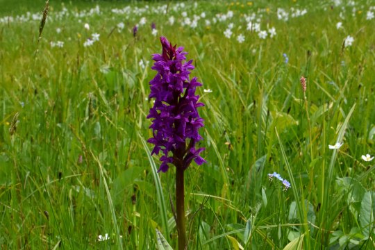 Bot. Dactylorhiza Majalis, © David Bock