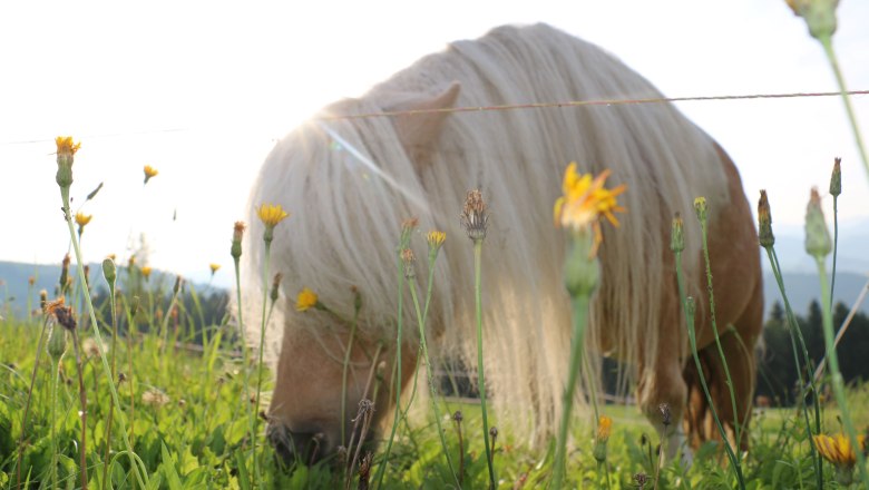 vacation-at-almbauer-16, © Almbauer-Familie Wagner