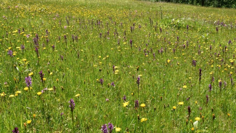 Show meadow Ablass near G&ouml;stling an der Ybbs, &copy; David Bock