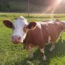 Cows at the Ablass organic farm, © Ablass