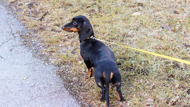 Lovely walks with Buddy and Co., © Anna Fohringer