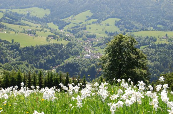 Spring in Opponitz