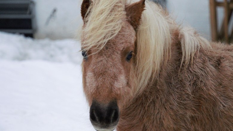 vacation-at-almbauer, © Almbauer-Familie Wagner