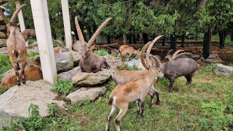 Hochrie&szlig; Wildlife Park - only 35 minutes from the Happy Nest and always worth a visit., &copy; Martin Bachner_Happy Nest