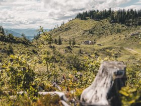 Almlandschaft rund um die Ybbstalerh&uuml;tte im Mostviertel.