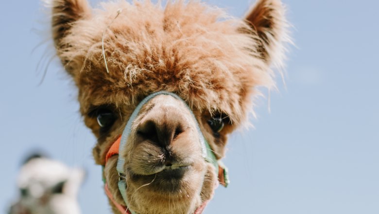 Biobauernhof MItterhirschberg, © Familie Schweighuber