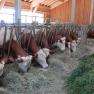 Organic farm Poidlbauer, © Poidlbauer