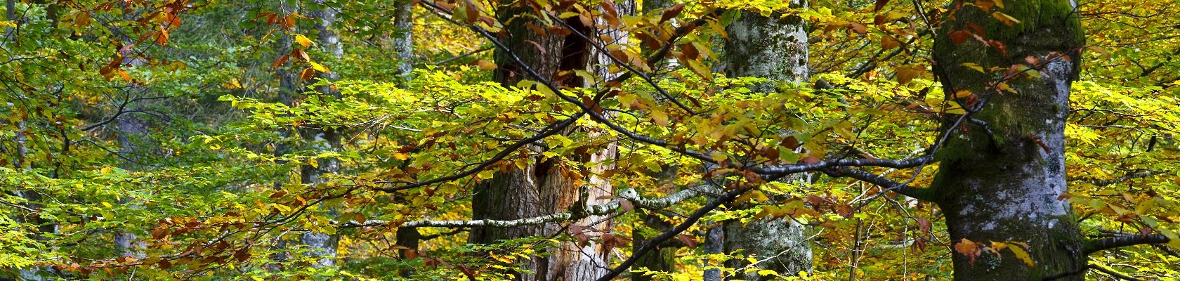 Dürrenstein-Lassingtal Wilderness Area, © Hans Glader