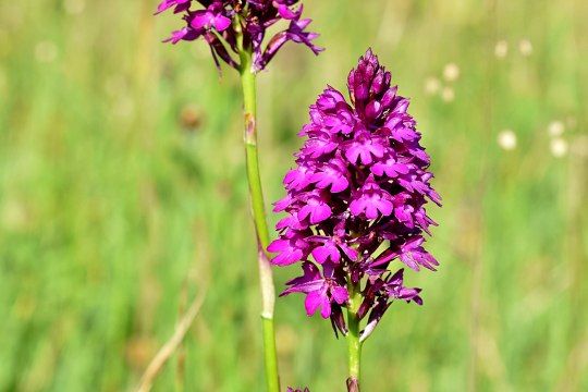 Bot. Anacamptis pyramidalis, © David Bock