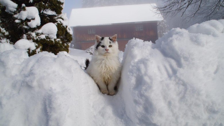 Winter im Zwickelreith, &copy; Familie Roseneder