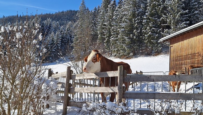 Poidlbauer, &copy; Poidlbauer