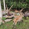 Hochrie&szlig; Wildlife Park - only 35 minutes from the Happy Nest and always worth a visit., &copy; Martin Bachner_Happy Nest