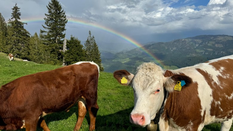 Alpine pasture Siebenhütten, © Birgit und Christoph Hagen