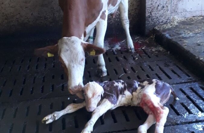 Urlaub am Bauernhof-Oberrehau, &copy; Andrea Kronsteiner