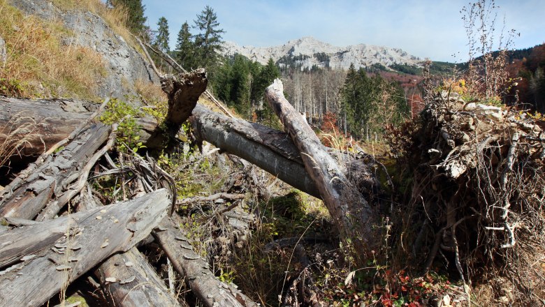 Gefallene B&auml;ume im Wildnisgebiet D&uuml;rrenstein mit Bergen im Hintergrund.
