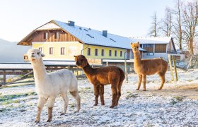 Alpakas, © Katrin Mayr