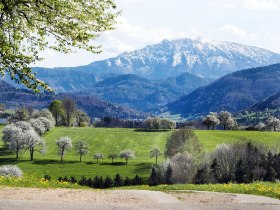 Blossoming landscape in the foreground, the snow-covered &Ouml;tscher in the background.