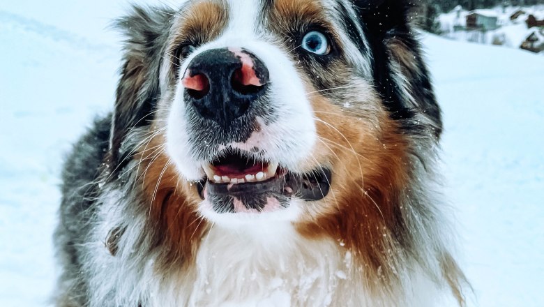 Auch im Winter können Sie Ihren Hund mitnehmen