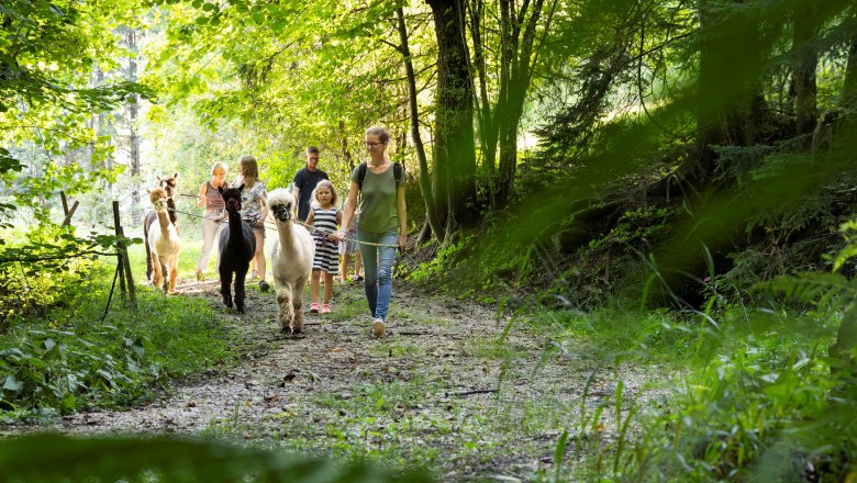 Sonnleiten Alpacas, © Theo Kust