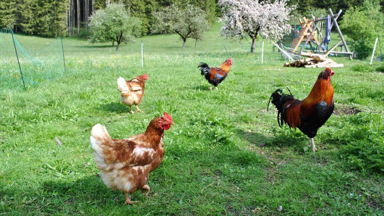 happy chickens, © Patrick Leitner