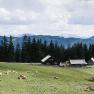 Almhütte mit Kühen auf einer Wiese, umgeben von Bergen und Wäldern.