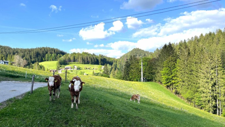 Calves on the pasture, © Familie Grasberger