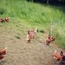 Organic farm Unterkirchen, © Familie Hirner