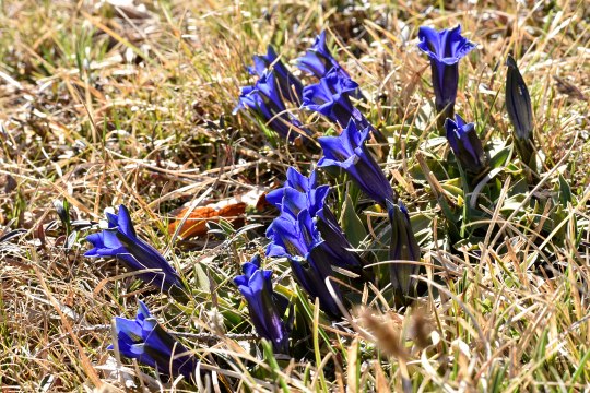 Bot. Gentiana clusii, © David Bock