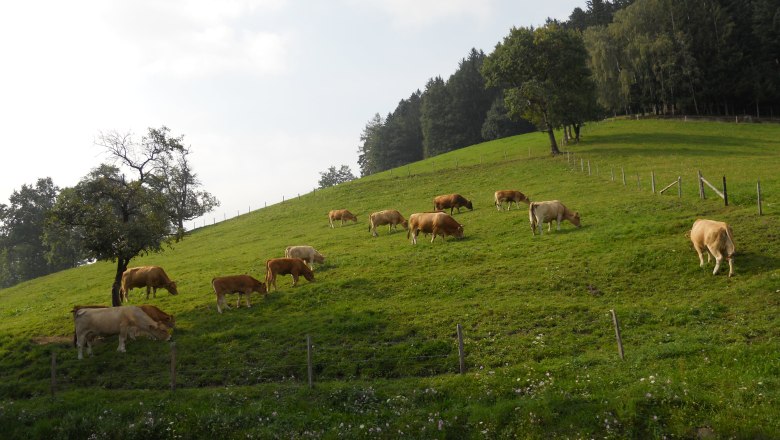 Himbrechts&ouml;d, &copy; Himbrechts&ouml;d