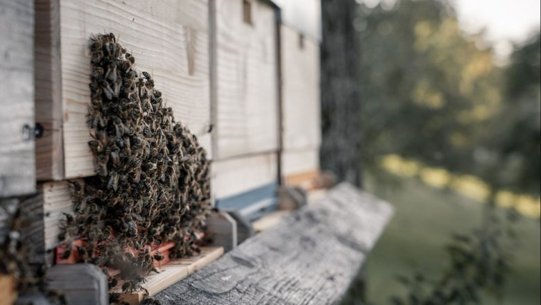 Honey bees from the Fischer apiary, &copy; Gerald Demolsky