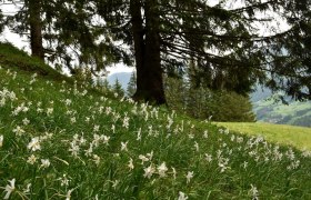 Show meadow in the center of Opponitz, &copy; David Bock