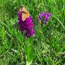 Flower meadow at the Ablass organic farm, © Ablass