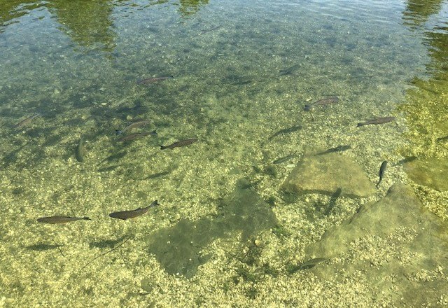 Swimming with fish, &copy; Martin Ruckensteiner