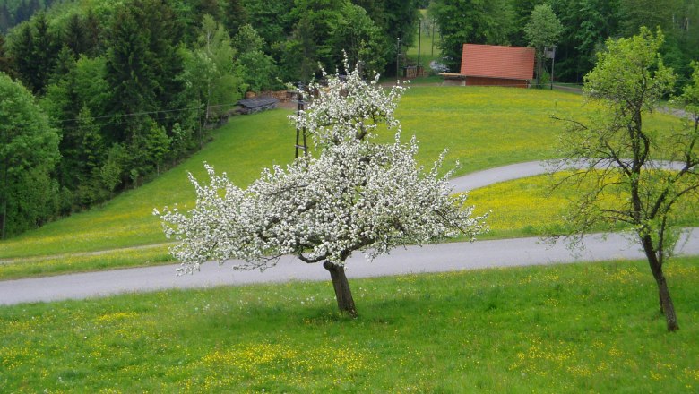 Himbrechts&ouml;d, &copy; Himbrechts&ouml;d