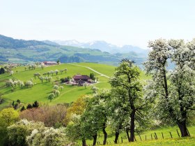 View of the foothills of the Alps from Ertl, &copy; weinfranz.at