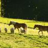 vacation-at-almbauer-9, © Almbauer-Familie Wagner