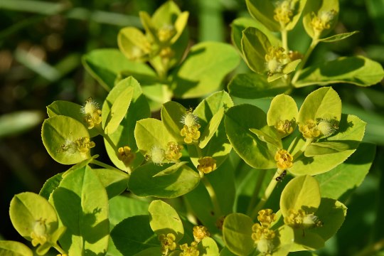 Bot. Euphorbia austriaca, © David Bock