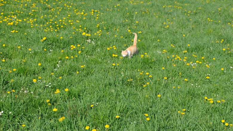 Pauli the cat, © Patrick Leitner