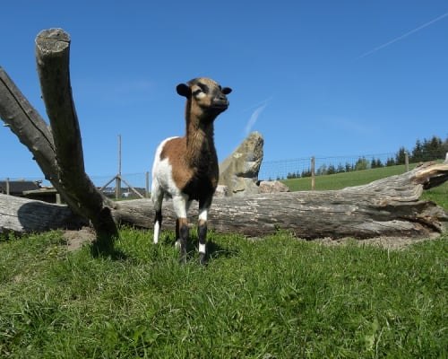 Kamerunschaf-Scheki, © Familie Schweighuber